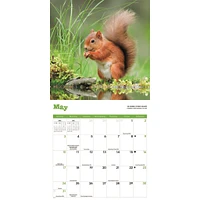Squirrels 2026 Wall Calendar