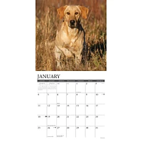 Just Yellow Labs 2026 Wall Calendar