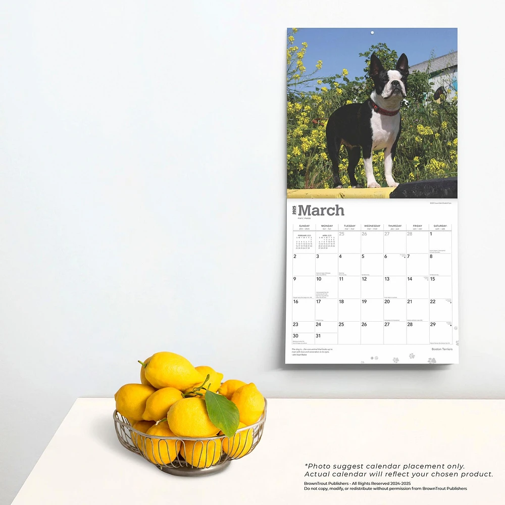 Boston Terriers Wall 2025 Calendar