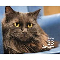 Cats 2026 Small Box Calendar