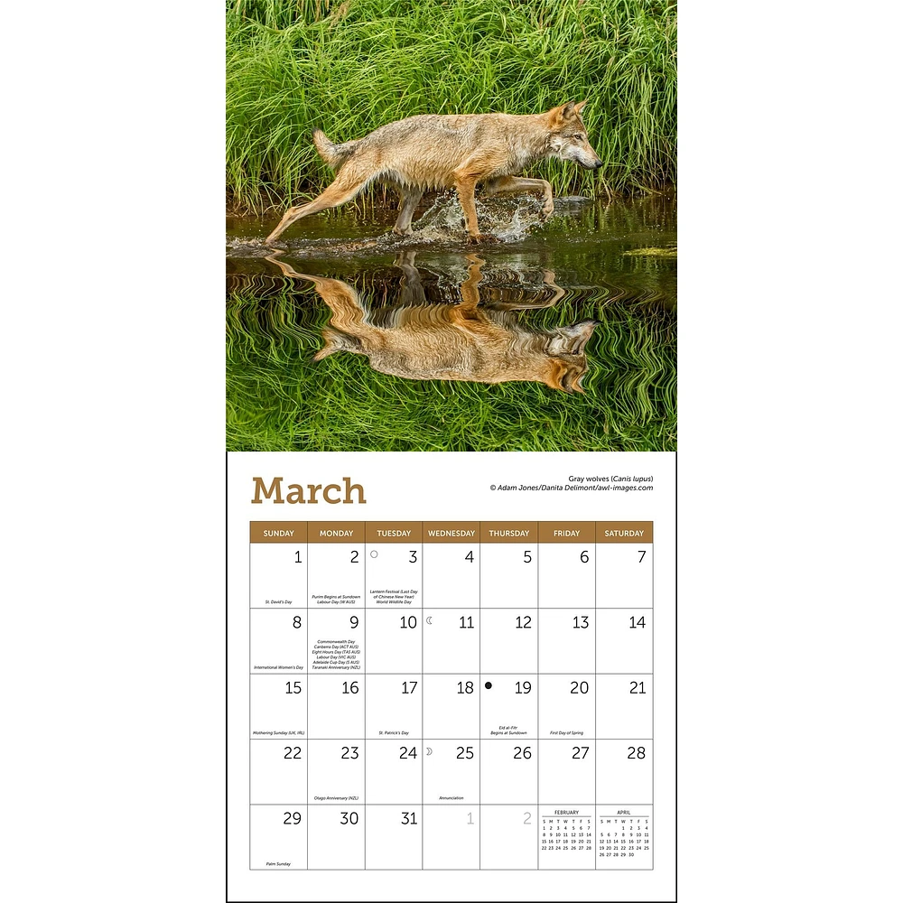 Wolves 2026 Mini Calendar