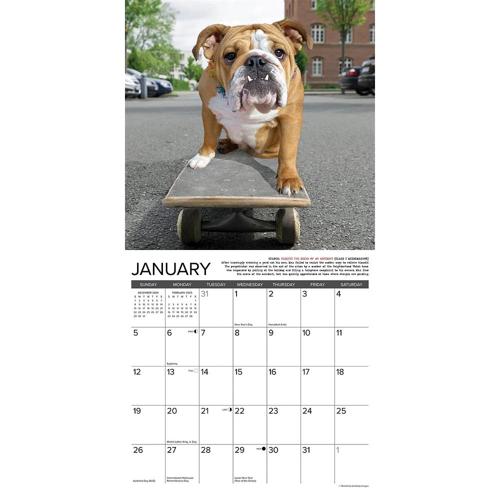 Bulldog Bad Boys Wall 2025 Calendar