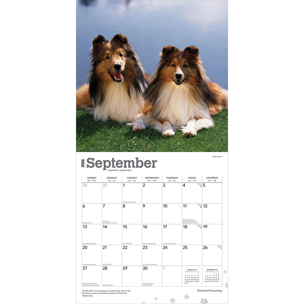Shetland Sheepdogs 2026 Wall Calendar - Online Exclusive