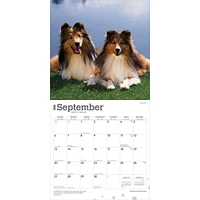 Shetland Sheepdogs 2026 Wall Calendar - Online Exclusive