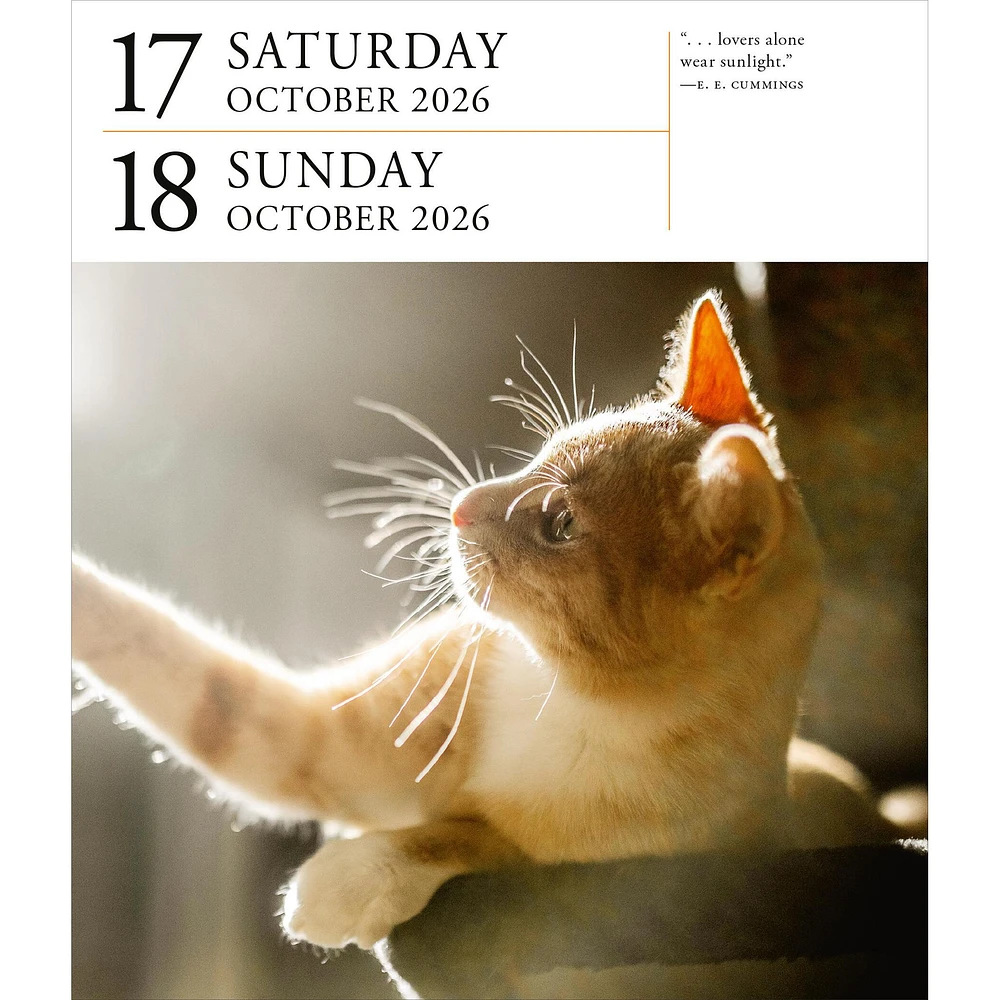 Cat Gallery 2026 Box Calendar