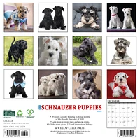 Just Schnauzer Puppies 2026 Wall Calendar