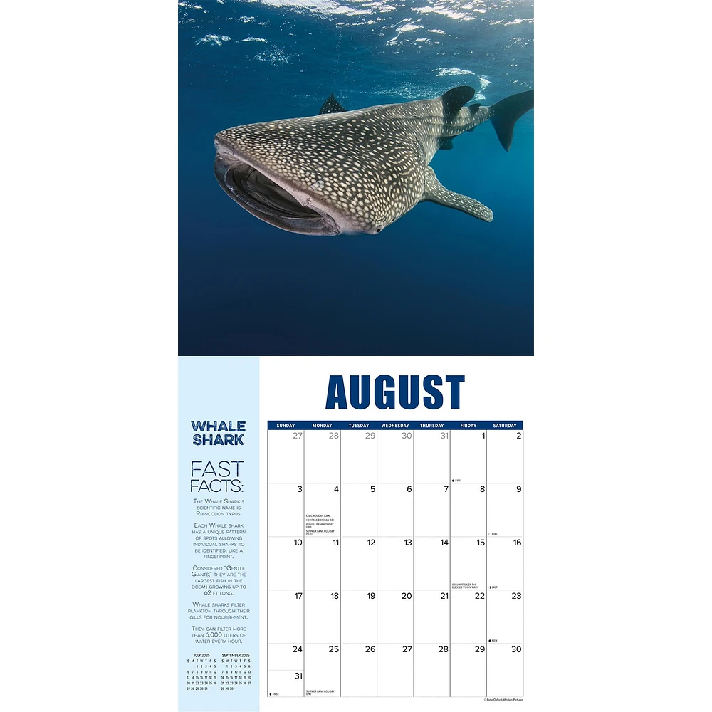 Shark Year Wall 2025 Calendar