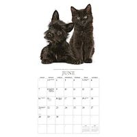 Kittens And Friends Mini  2026 Calendar