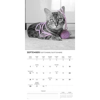 Classic Cats Wall 2025 Calendar