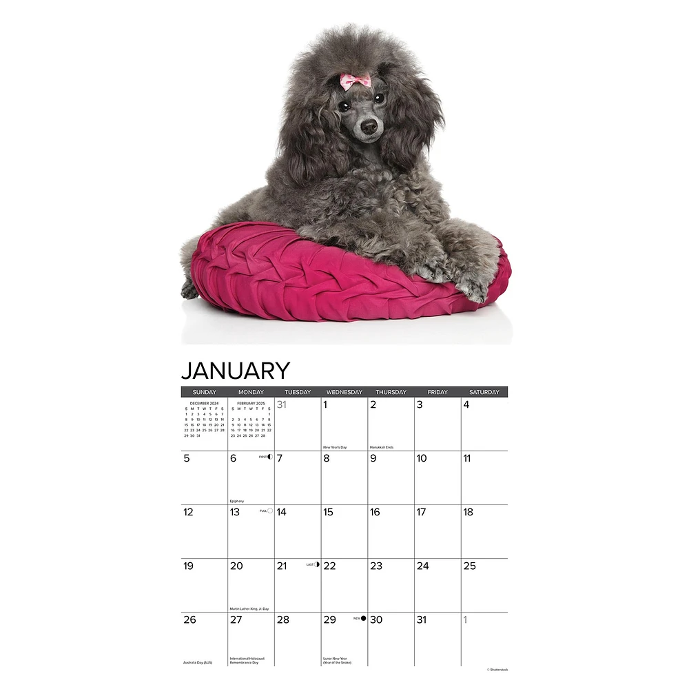 Toy And Miniature Poodles Wall 2025 Calendar - Online Exclusive