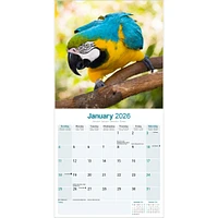 Macaws 2026 Wall Calendar