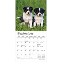 Border Collie Puppies 2026 Mini Calendar