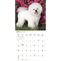Bichon Frise 2026 Wall Calendar