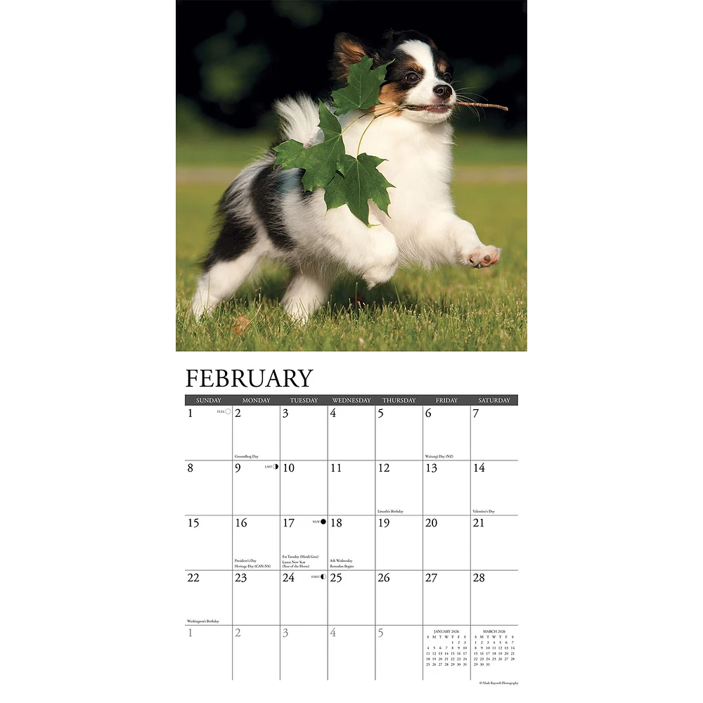 Just Papillons 2026 Wall Calendar