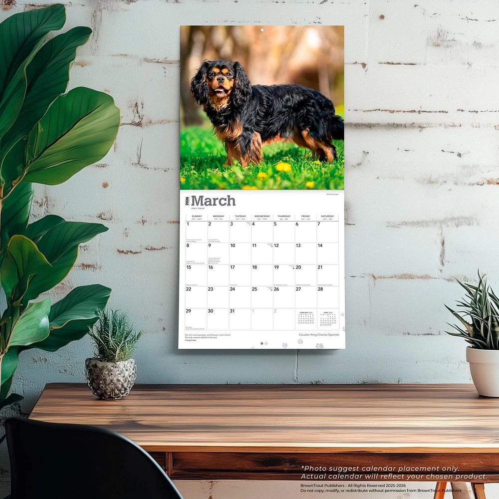 Cavalier King Charles Spaniels 2026 Wall Calendar