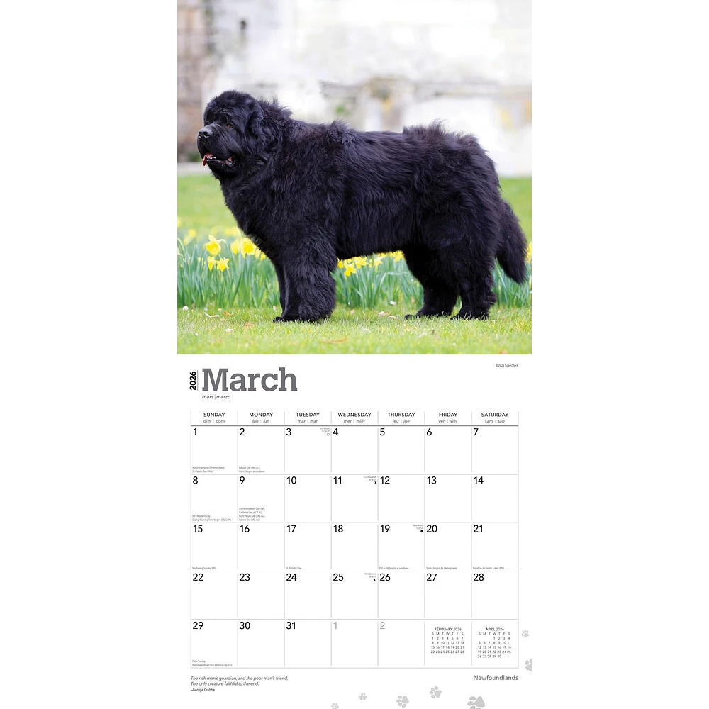 Newfoundlands 2026 Wall Calendar
