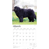 Newfoundlands 2026 Wall Calendar