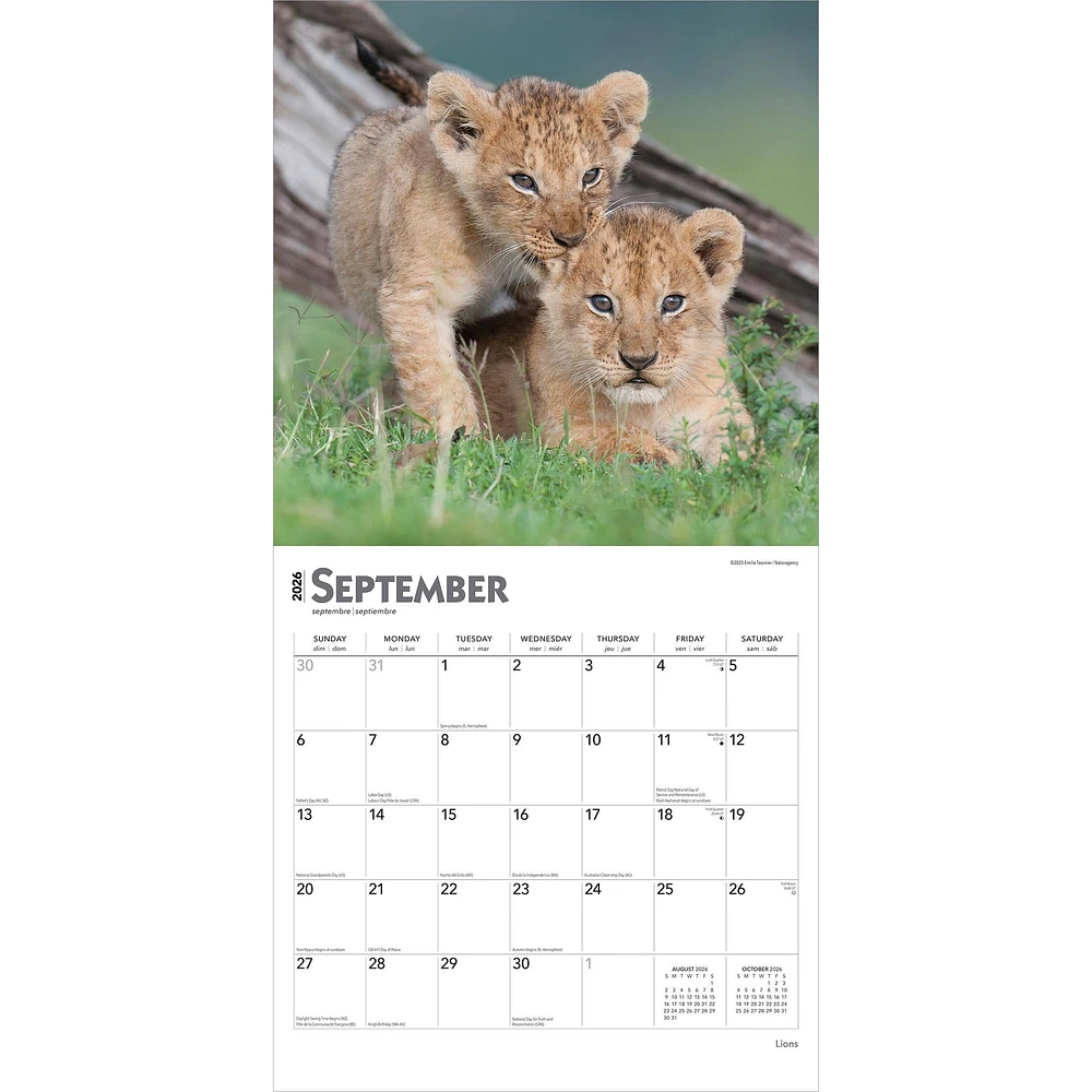 Lions 2026 Wall Calendar - Online Exclusive
