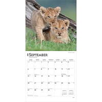 Lions 2026 Wall Calendar - Online Exclusive