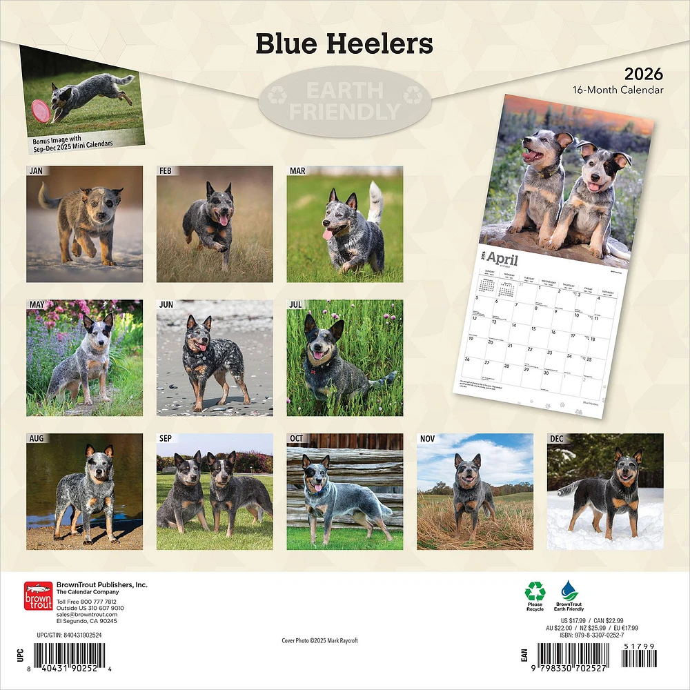 Blue Heelers 2026 Wall Calendar