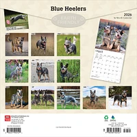 Blue Heelers 2026 Wall Calendar