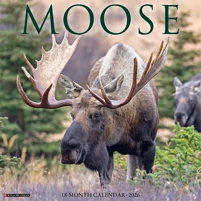 Moose 2026 Wall Calendar - Online Exclusive