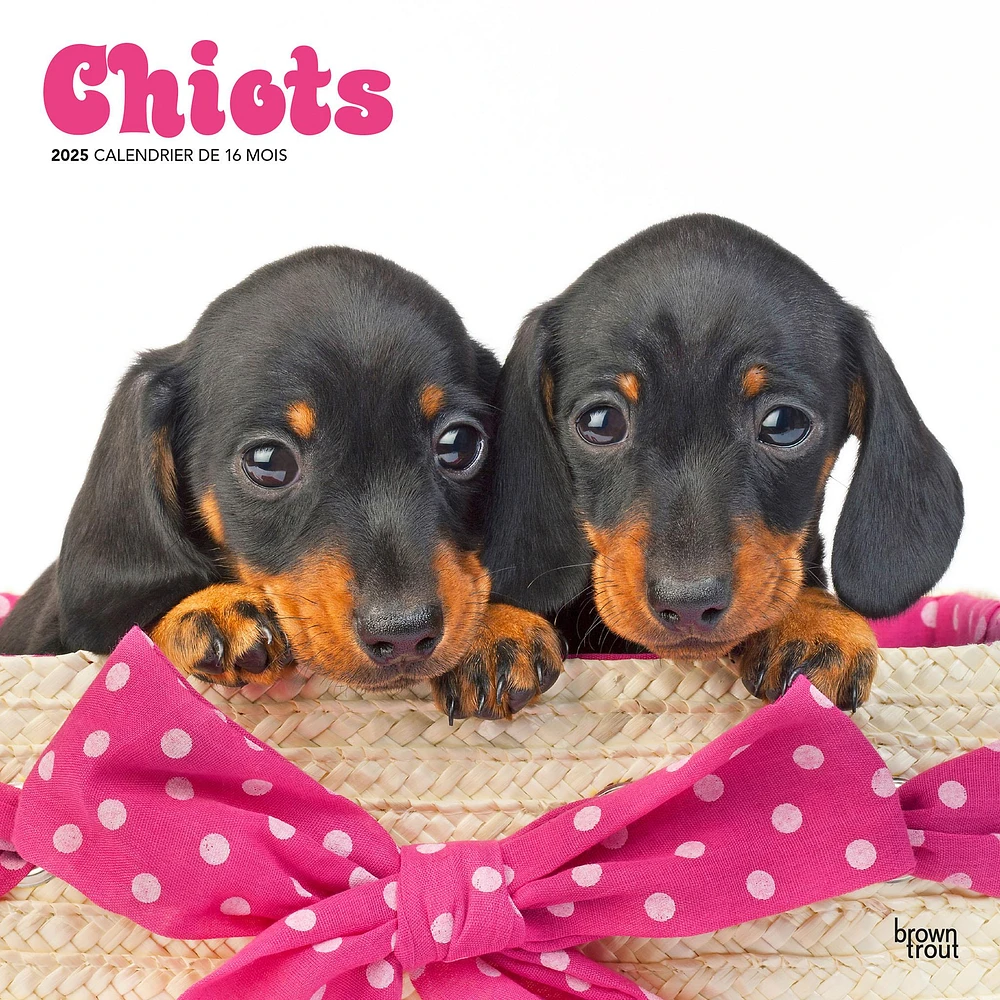 Chiots Wall 2025 Calendar (French)