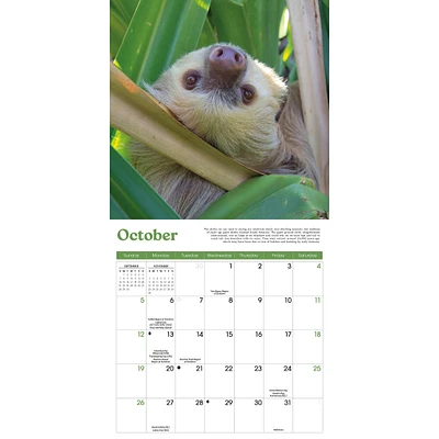 Sloths Mini 2025 Calendar