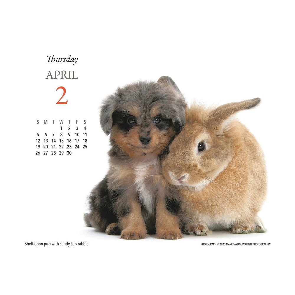 Puppies And Friends 2026 Box Calendar