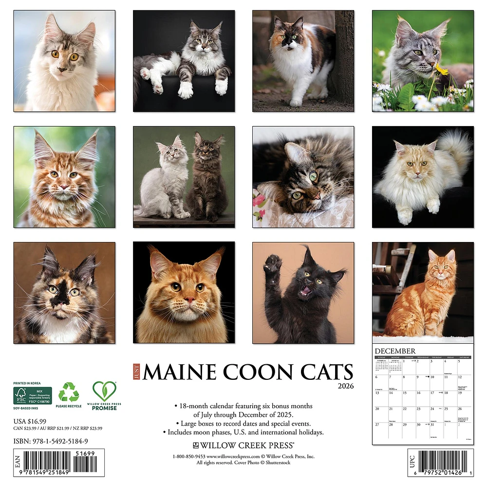 Just Maine Coon Cats 2026 Wall Calendar