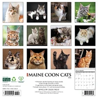 Just Maine Coon Cats 2026 Wall Calendar