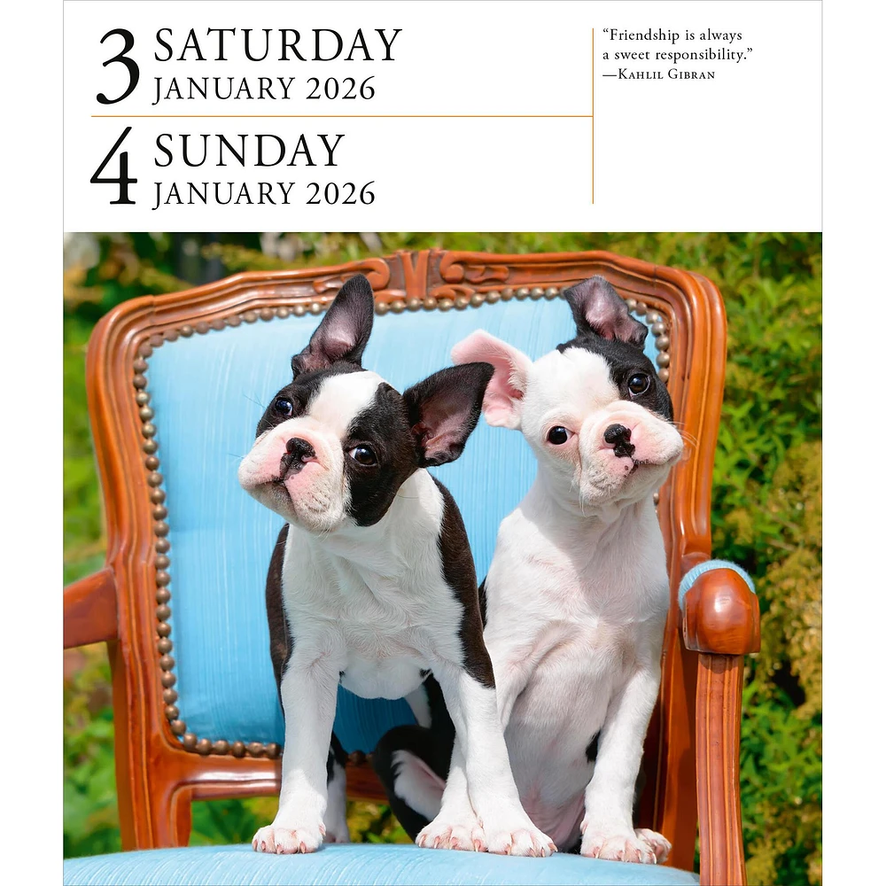 Dog Gallery 2026 Box Calendar
