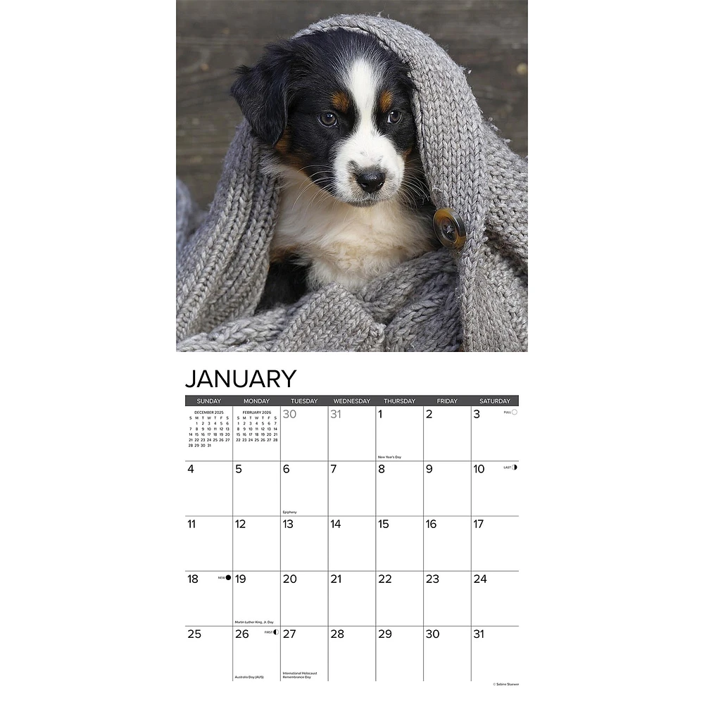 Just Australian Shepherd Puppies 2026 Wall Calendar