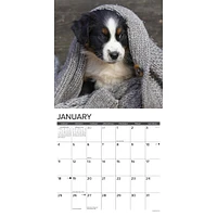 Just Australian Shepherd Puppies 2026 Wall Calendar