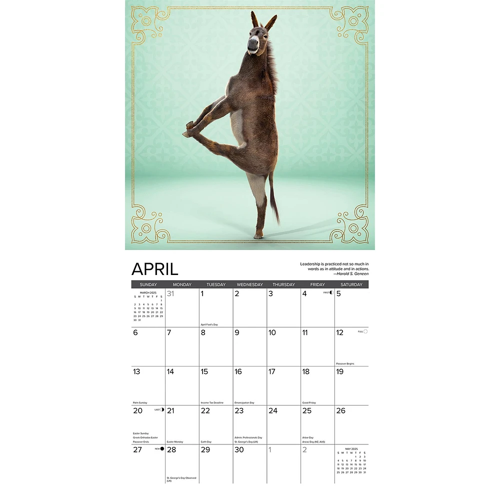 Jackass Yoga Wall 2025 Calendar