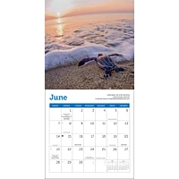 Sea Turtles 2026 MiniCalendar