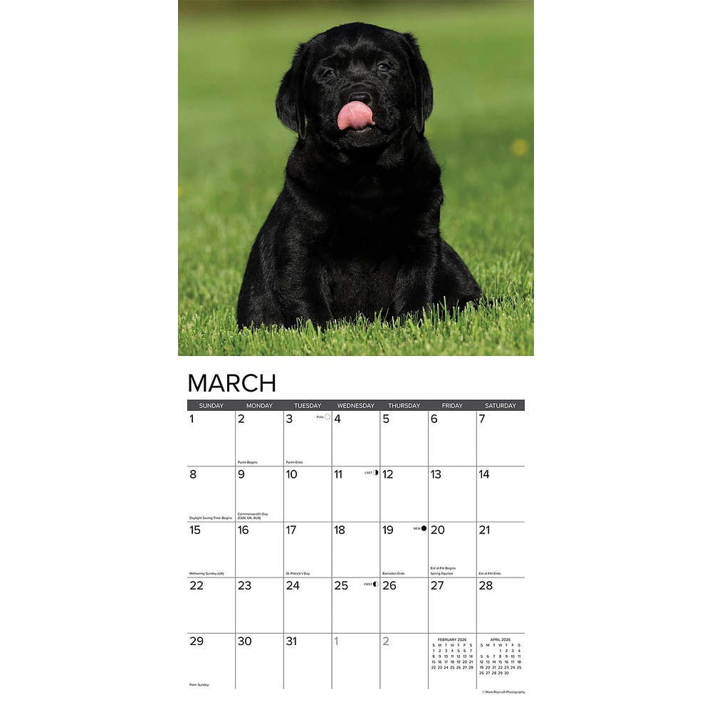 Just Lab Puppies 2026 Wall Calendar