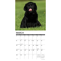 Just Lab Puppies 2026 Wall Calendar