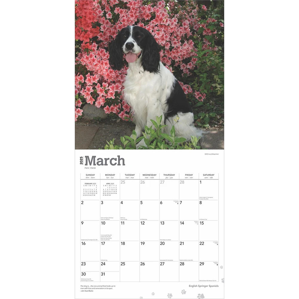 Springer Spaniels English Wall 2025 Calendar