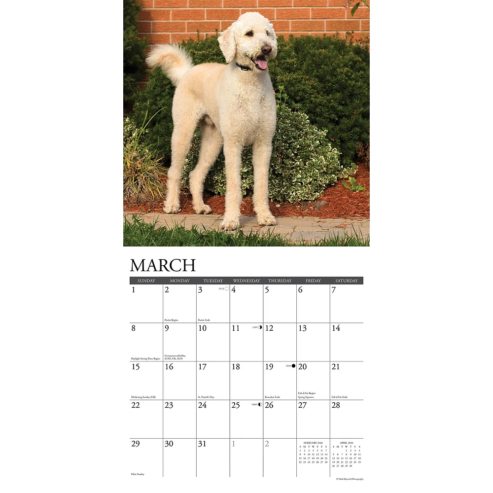 Just Labradoodles 2026 Wall Calendar