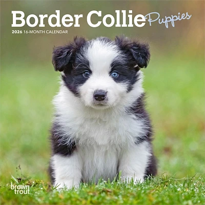 Border Collie Puppies 2026 Mini Calendar