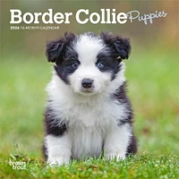 Border Collie Puppies 2026 Mini Calendar