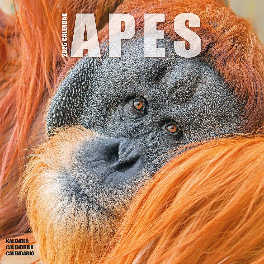 Apes 2026 Wall Calendar - Online Exclusive