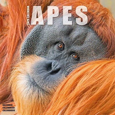 Apes 2026 Wall Calendar - Online Exclusive