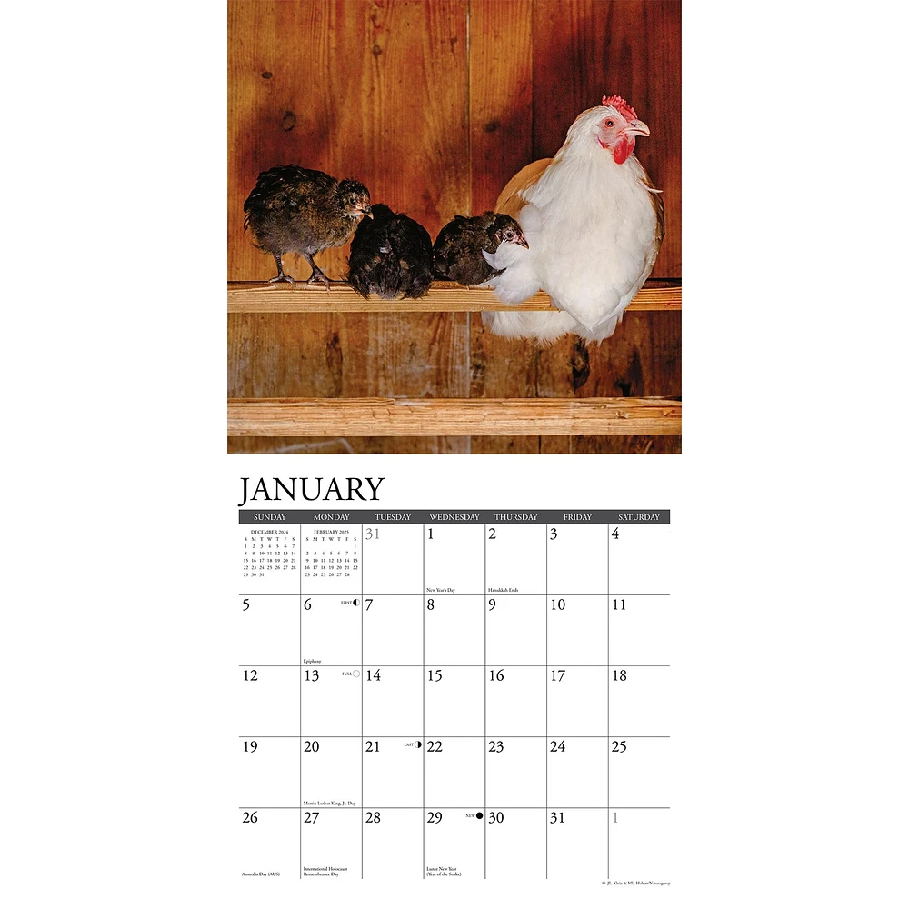 Chickens Just Us Wall 2025 Calendar - Online Exclusive