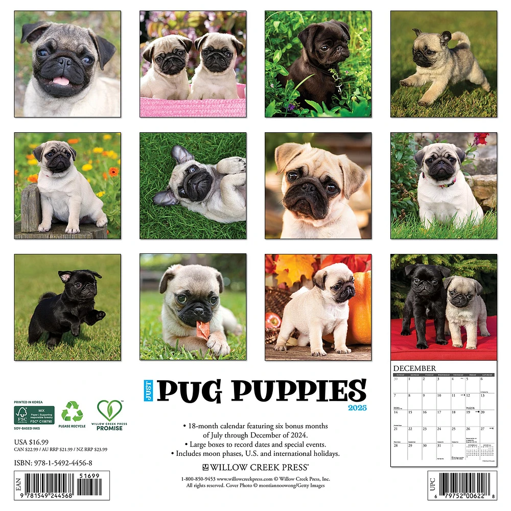 Just Pug Puppies Wall 2025 Calendar