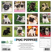 Just Pug Puppies Wall 2025 Calendar