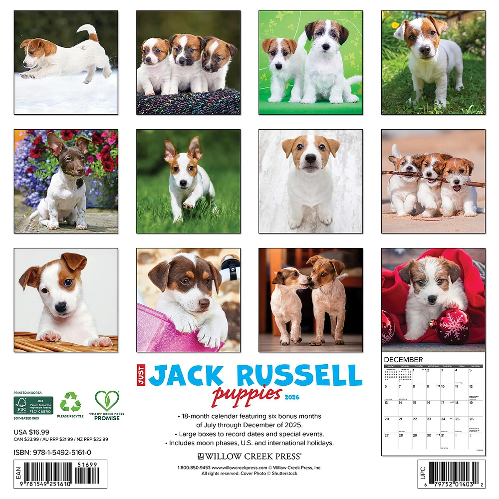 Just Jack Russell Puppies 2026 Wall Calendar - Online Exclusive