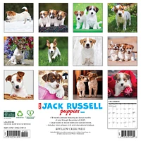 Just Jack Russell Puppies 2026 Wall Calendar - Online Exclusive