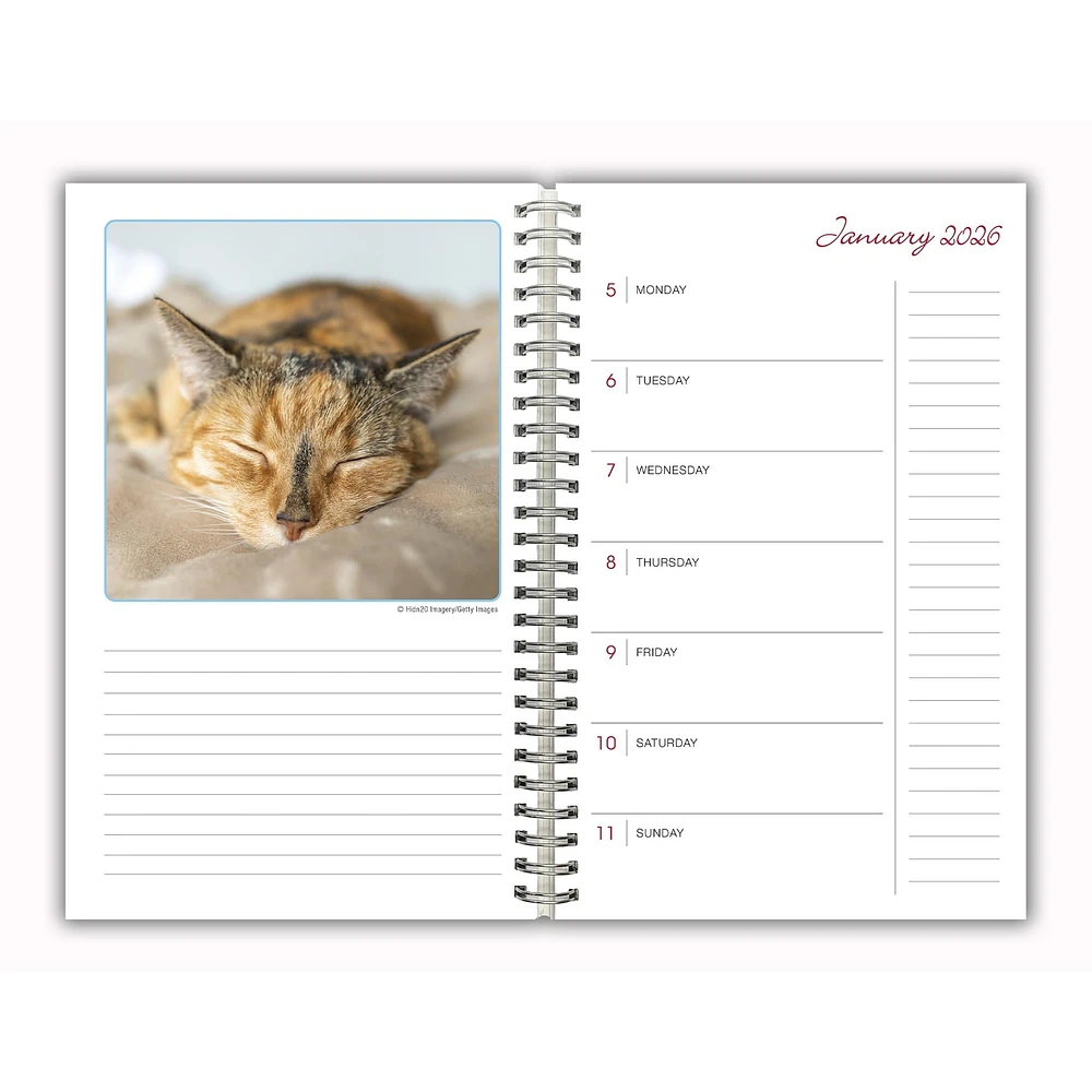 Cat Naps 2026 Engagement Calendar